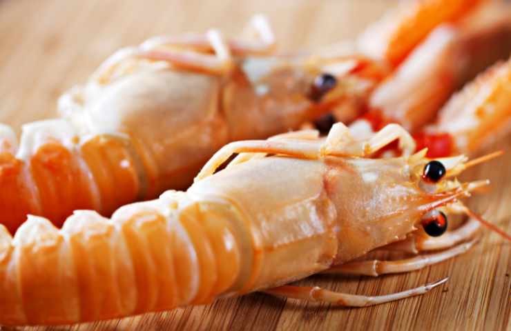 scampi