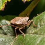 cimice