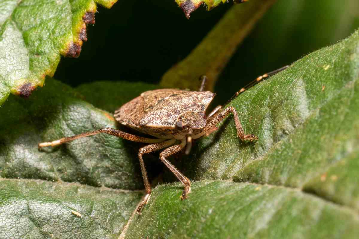 cimice
