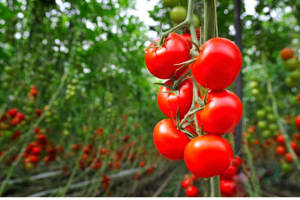 pomodori a grappolo