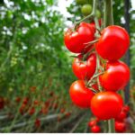 pomodori a grappolo